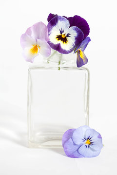 Studio Shot of Blue Colored Pansy Flower in the phial