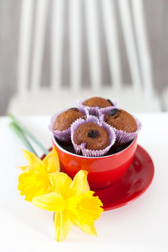 Chocolate muffins with raisins in a cup red