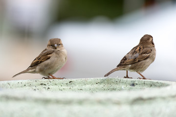 house sparrow standing on fence