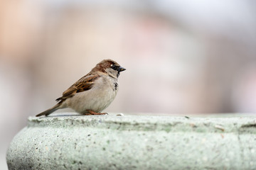 house sparrow standing on fence
