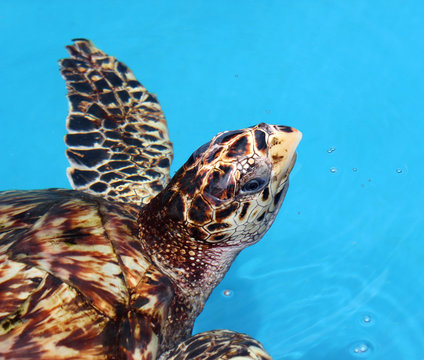 Hawksbill Turtle in artificial tank in Arembepe, Bahia