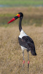 The saddle-billed stork. African large birds. Botswana. Africa.