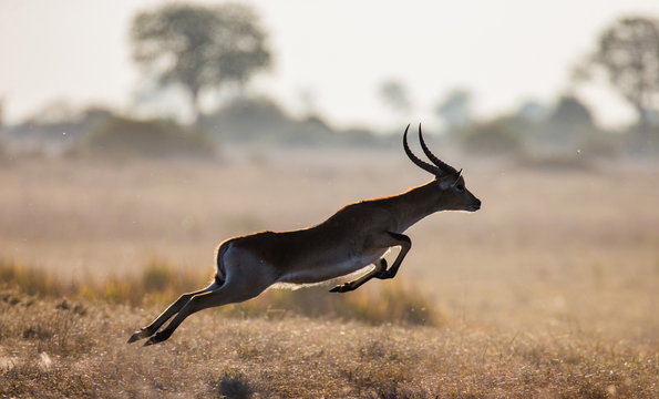 Fototapeta Antelope is running across the savannah in Botswana. Jump.