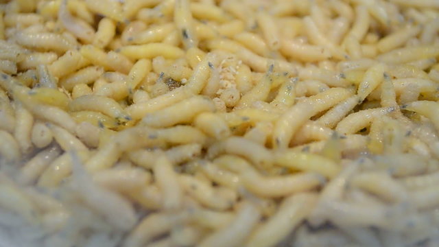 white helminth worms (maggot) closeup, random movement, exotic organic food diversity