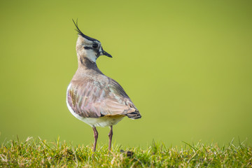 Northern lapwing in grass