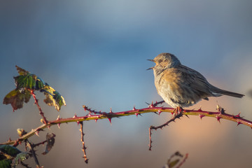 Dunnock singing bird