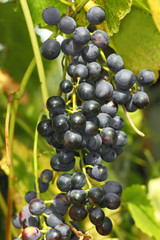 Cluster of dark grapes
