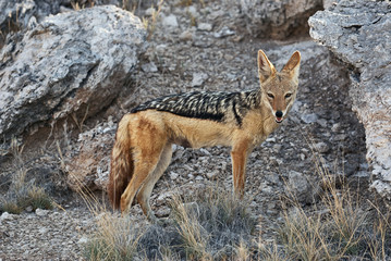 Black backed jackal