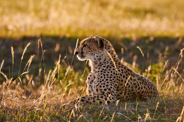 Female cheetah lying in the grass