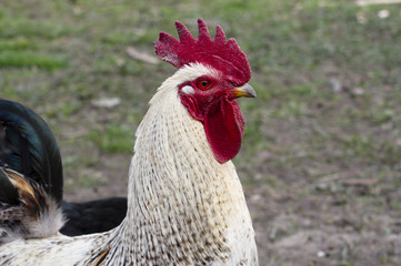 white cock