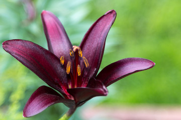 dark lily on the background of bright foliage
