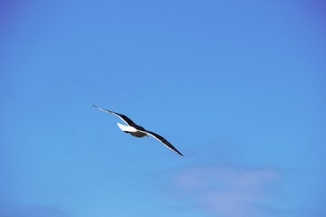 海カモメが舞う風景