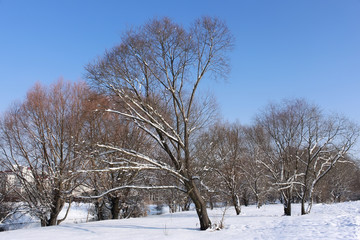 Snow-covered trees in winter park