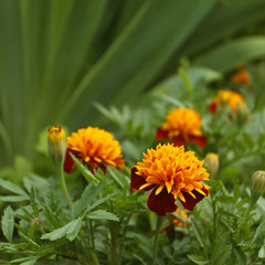 Marigold in flowerbed