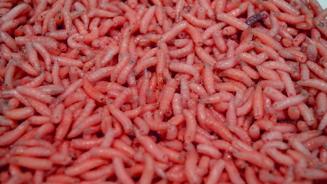 red helminth worms (maggot) closeup, random movement, exotic organic food diversity