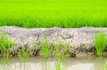 paddy rice in field