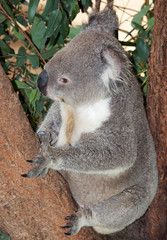 large adult koala