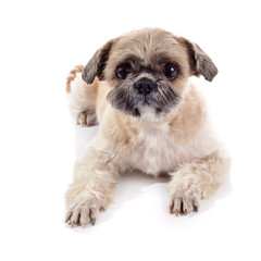 The amusing doggie of breed of a shih-tzu