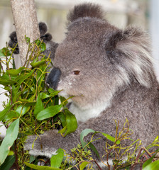australian koala © markrhiggins