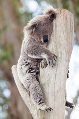 australian koala © markrhiggins