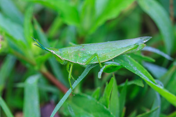 Grasshopper perching on a leaf