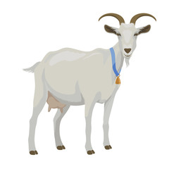 Goat White Background photos, royalty-free images, graphics, vectors