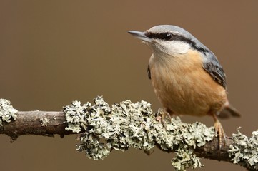 Naklejka premium nuthatch