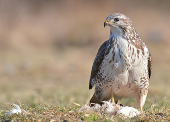 Common buzzard (Buteo buteo)