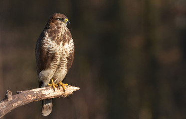 Common buzzard (Buteo buteo)