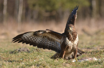 Common buzzard (Buteo buteo)