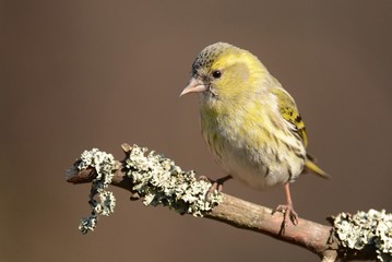 siskin