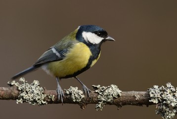 great tit