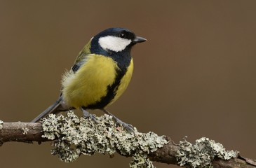 great tit