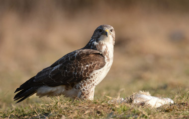 Common buzzard (Buteo buteo)