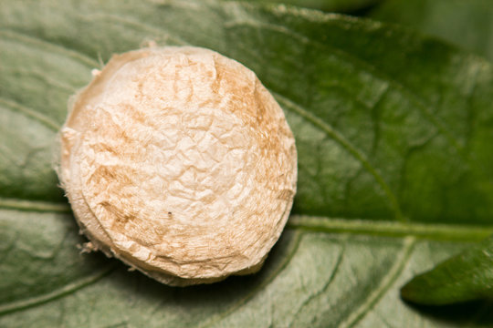 close-up spider egg sac