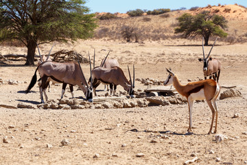 Oryx gazella and springbok on waterhole, focus to oryx