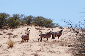 Naklejka na ściany i meble Gemsbok, Oryx gazella on sand dune