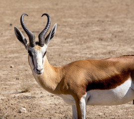 Portrait of Springbok Antidorcas marsupialis