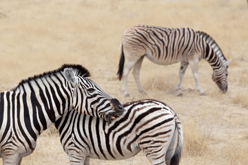 Fototapeta na wymiar Burchell's zebra with foal, Equus quagga burchellii.