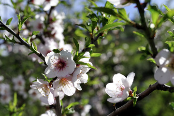 Almond trees spring flowering.