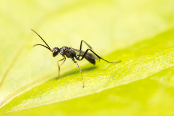 close-up insect in wild nature