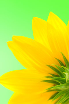 Green in the background backward sunflower.