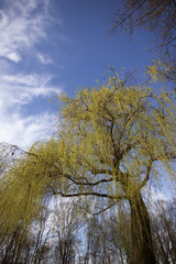 willow tree on bundek lake in zagreb