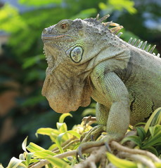 iguane vert arboricole perché