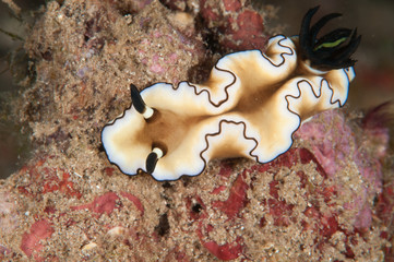 nudibranch bunaken sulawesi glossodoris sp. underwater photo