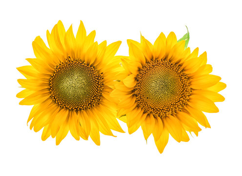 Sunflower blossom isolated on white. Beautiful flower head