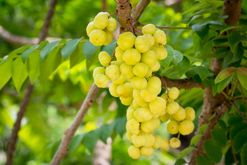 star gooseberry on tree