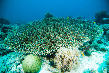 soft coral underwater kapoposang scuba diver