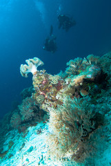 Fototapeta na wymiar diver going down kapoposang indonesia underwater scuba diving