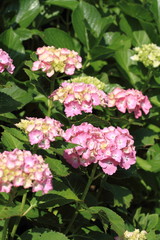 成就院のあじさい